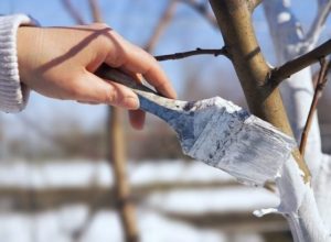 підготовка персика до зими